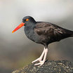 Black Oystercatcher